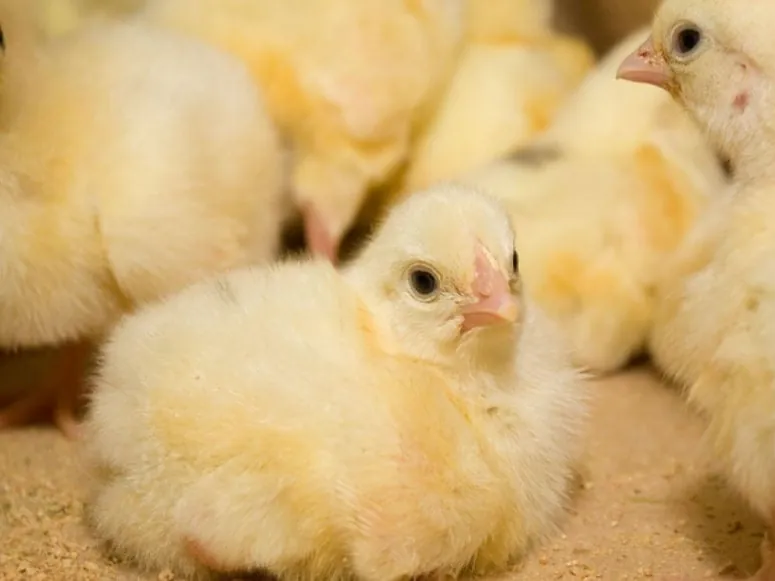 Yellow day-old chicks on a sandy floor