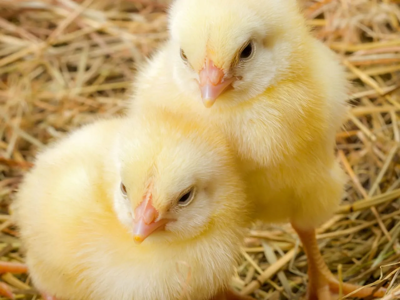 Yellow broiler day-old chicks