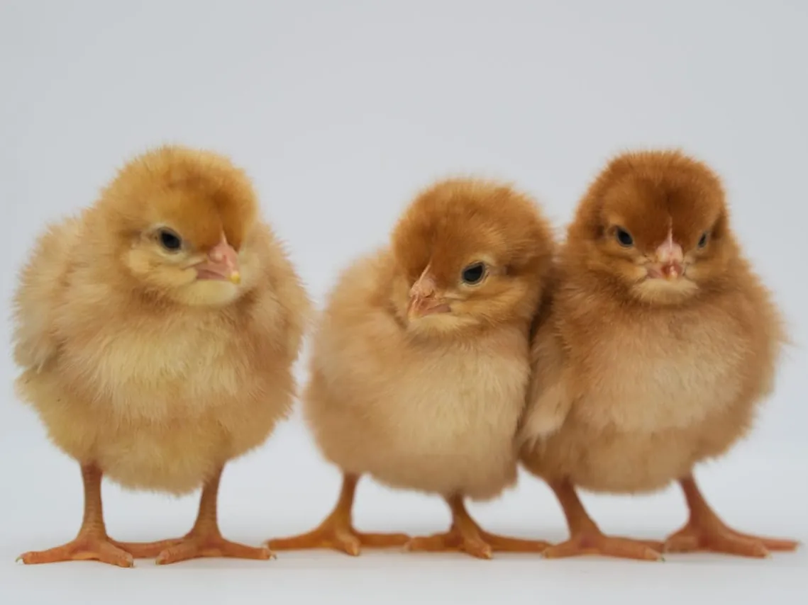 Brown layer day-old chicks