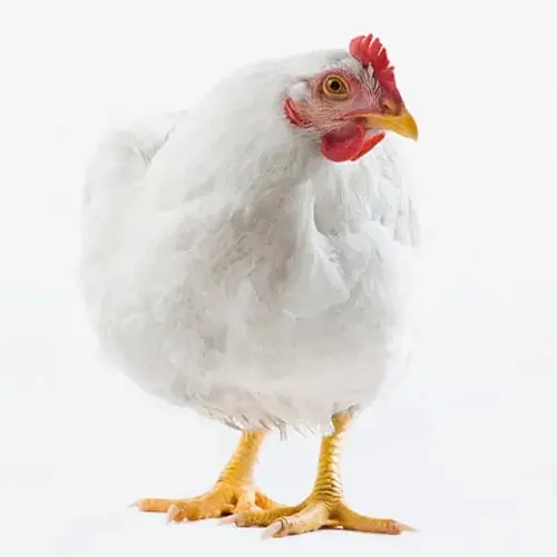 A grown white broiler hen