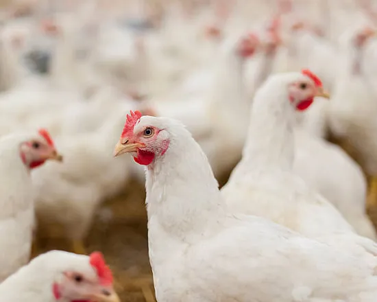 A flock of grown white broiler chickens in a poultry house