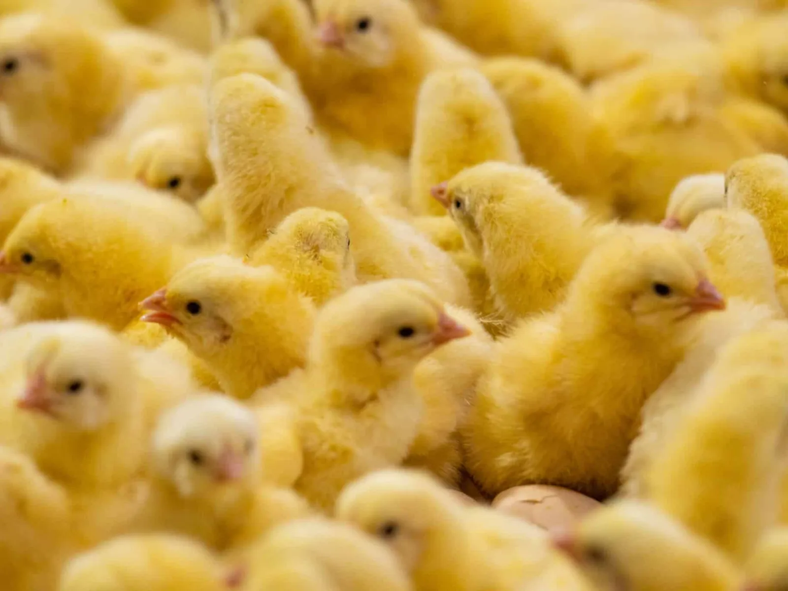 A crowd of yellow day-old chicks