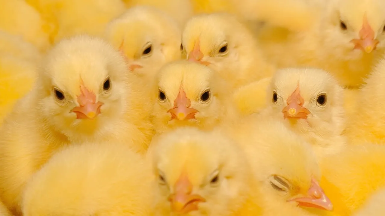 Yellow broiler day-old chicks