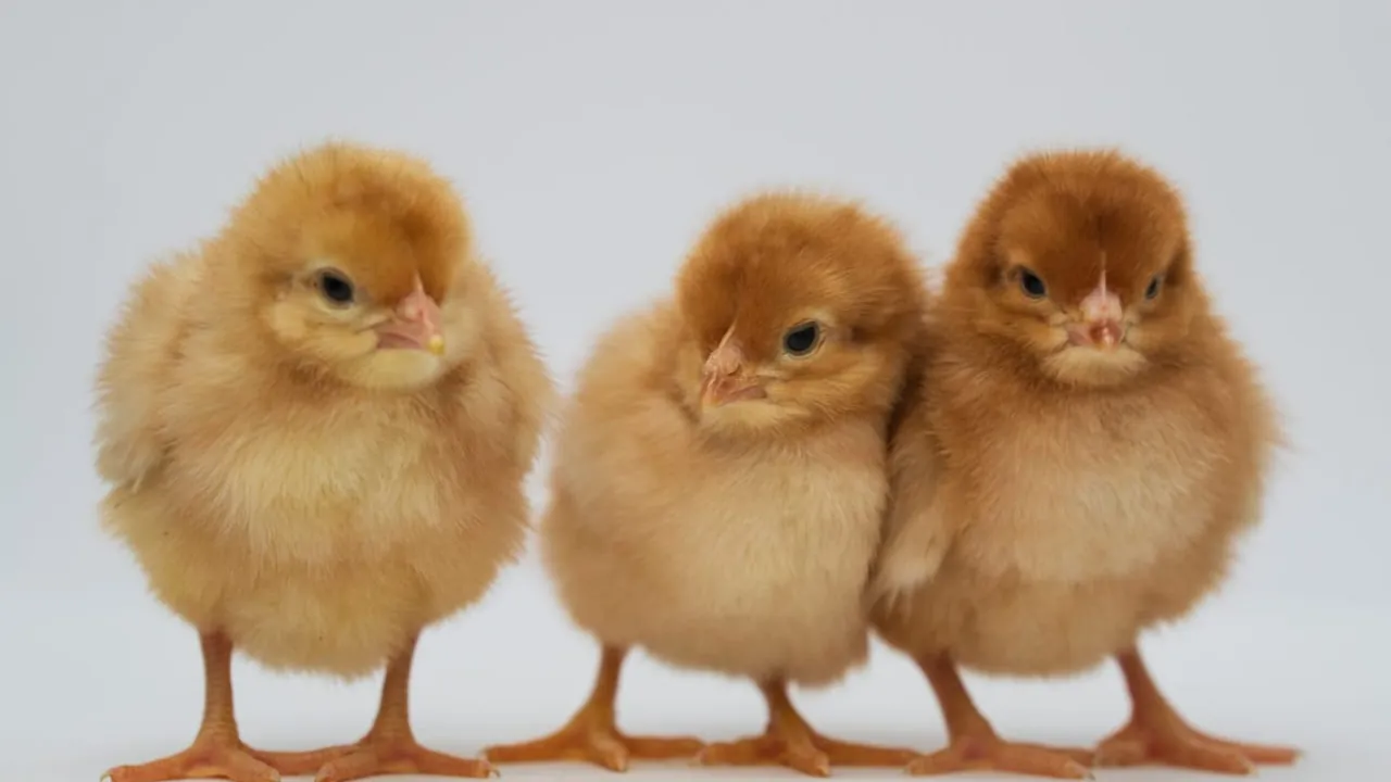 Brown layer day-old chicks